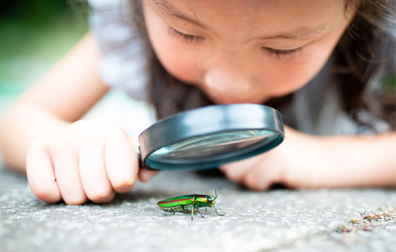 Un enfant examine un scarabée à la loupe.
