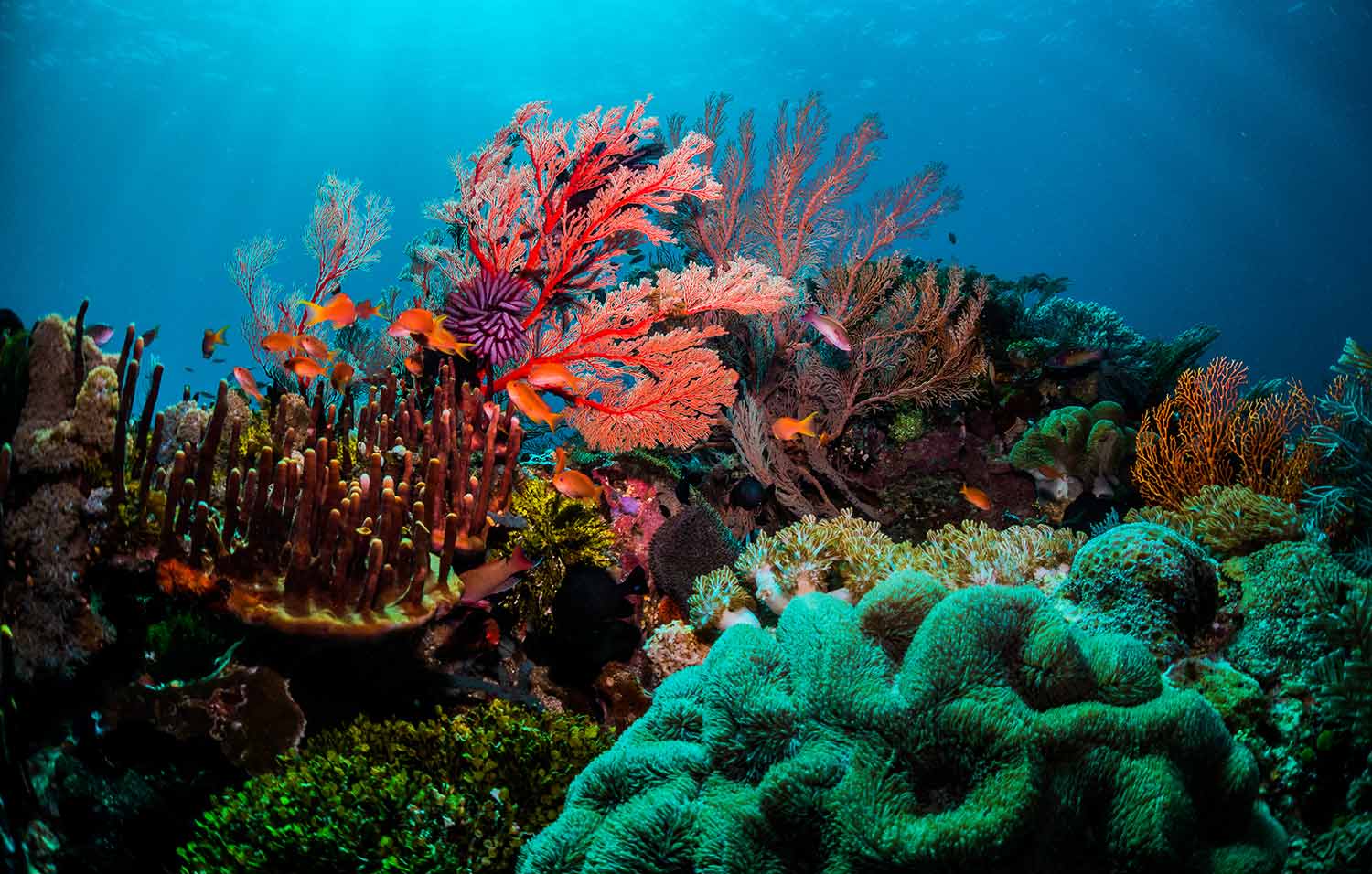 Un récif composé de nombreux coraux et entouré de poissons colorés.