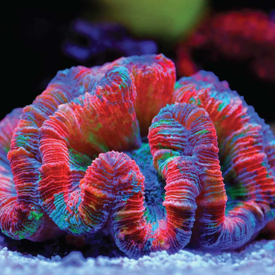 Gros plan d'un corail multicolore.