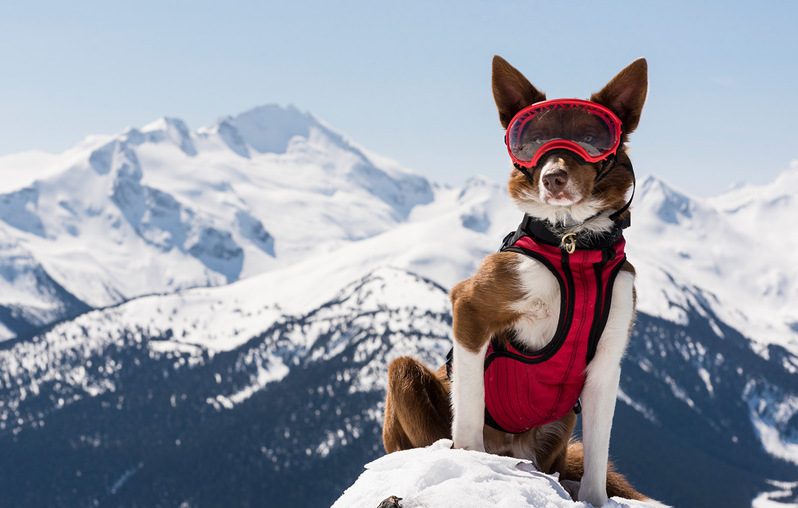 Un chien portant une veste et des lunettes de ski dans la montagne.