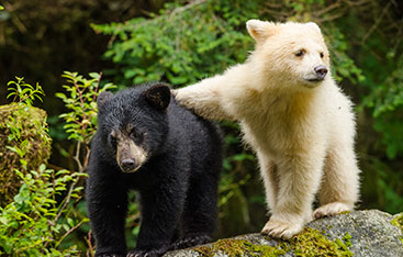 Two sibling bears in the forest.