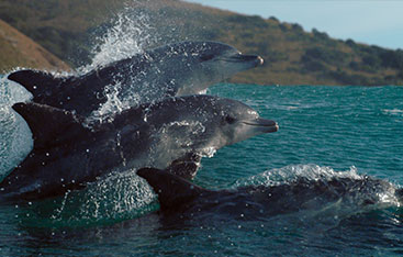 Dolphins jump in the ocean.