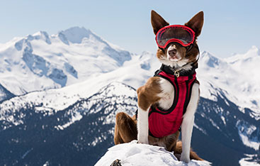 A rescue dog wearing snow gear stands in the mountains.