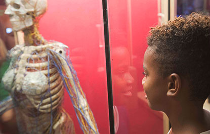 Un enfant examine un modèle de biologie humaine de l'Extrême humain d'AstraZeneca.