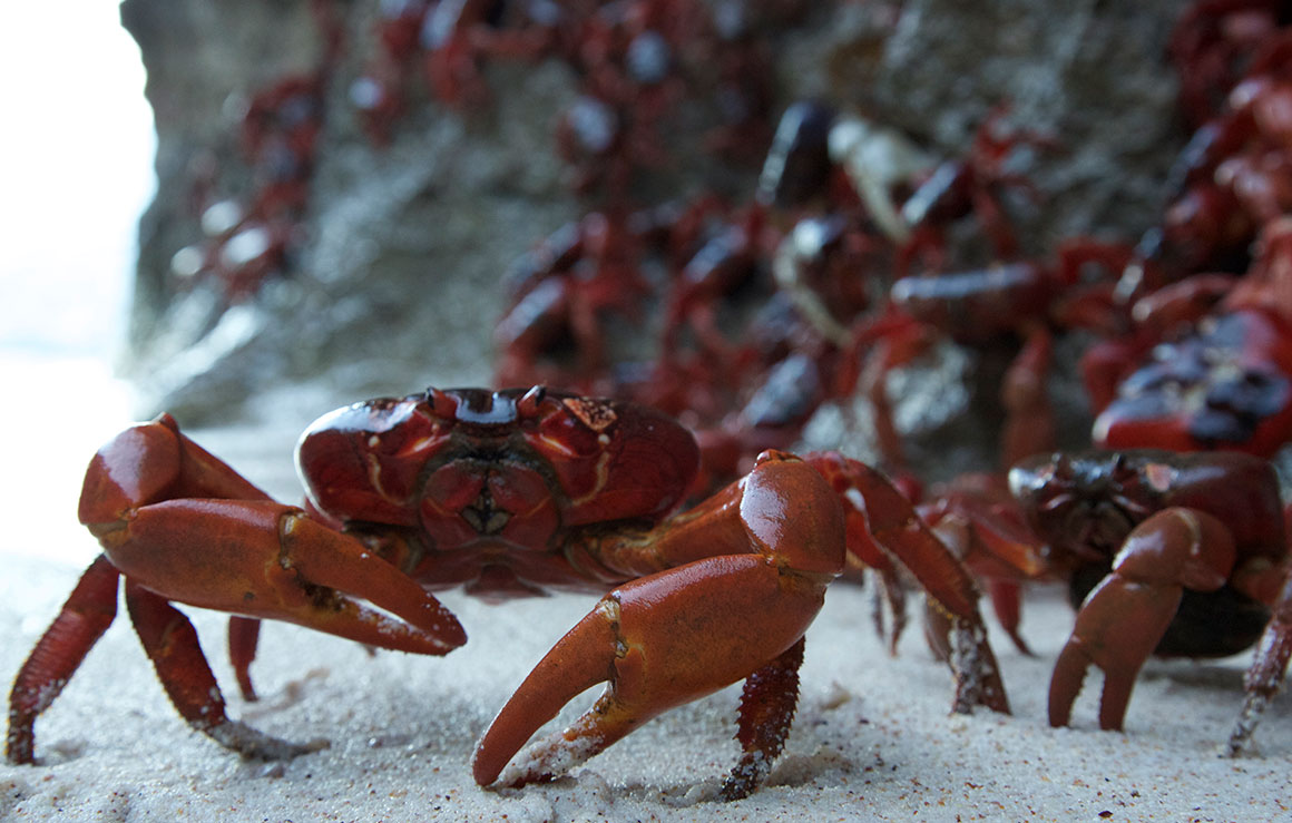 Une multitude de crabes rouges sur une plage.