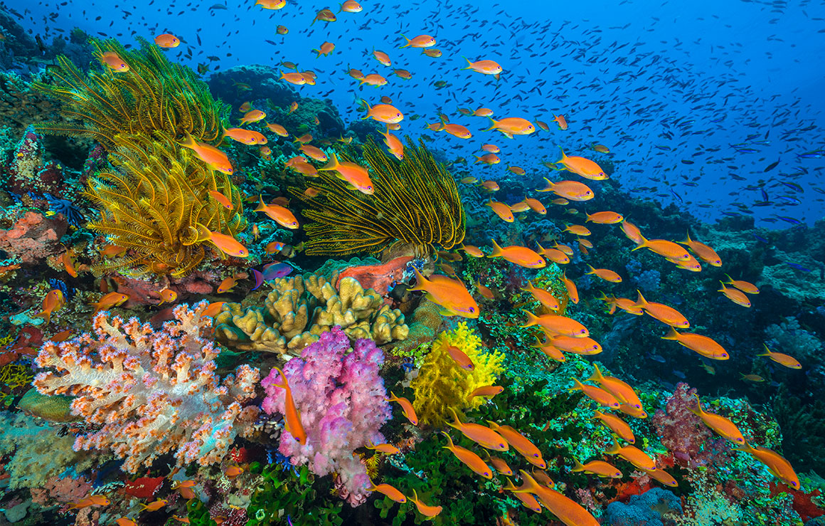 Des bancs de poissons tropicaux nagent près d'un récif corallien.