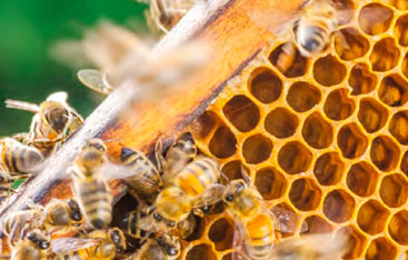 Des abeilles fabriquant un rayon de miel.