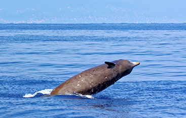 Une baleine émerge de l'océan.