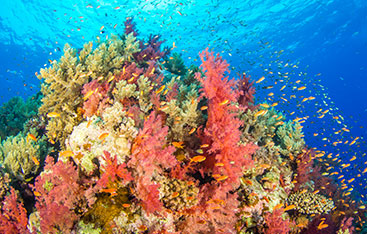 Un récif corallien.