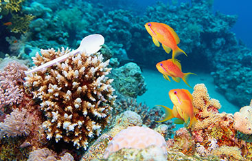 Une cuiller en plastique dans un récif corallien.