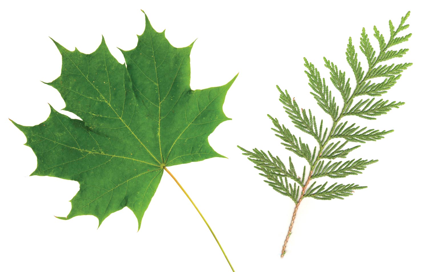 A photo of a maple leaf and a twig from a cedar tree
