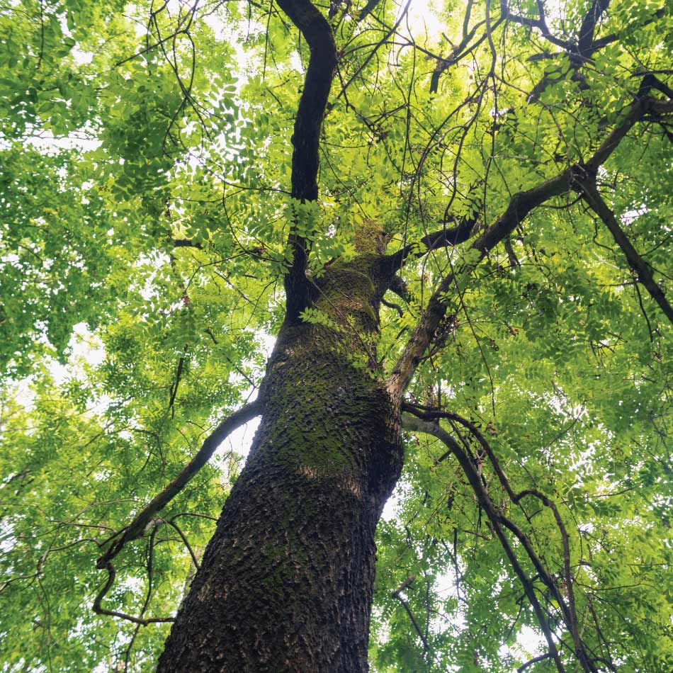 Photo d'un gros arbre feuillu en contreplongée.