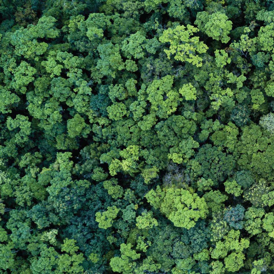 Photo aérienne d'une forêt touffue et verte.