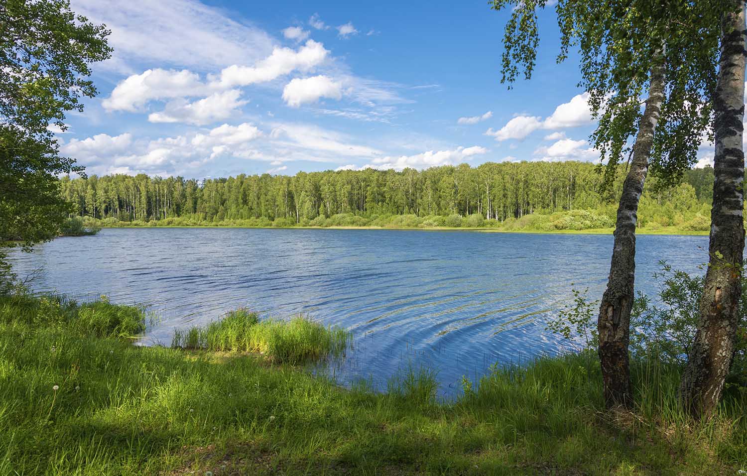 A wetland surrounded by a forest, on a bright sunny day