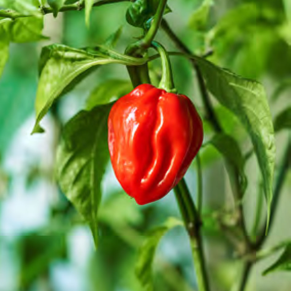 A ripe pepper growing on a plant.