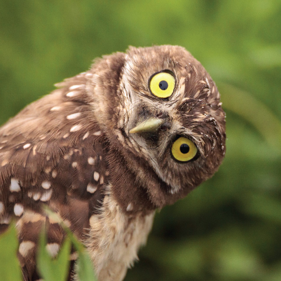 Un hibou de face penchant la tête de côté.