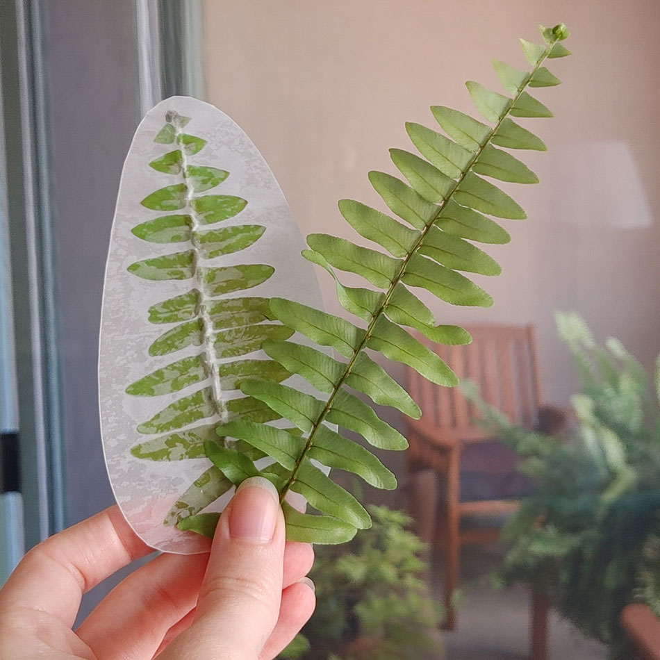 Preserved fallen leaves.