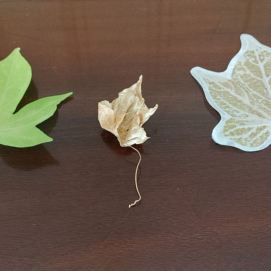 Feuilles mortes préservées.