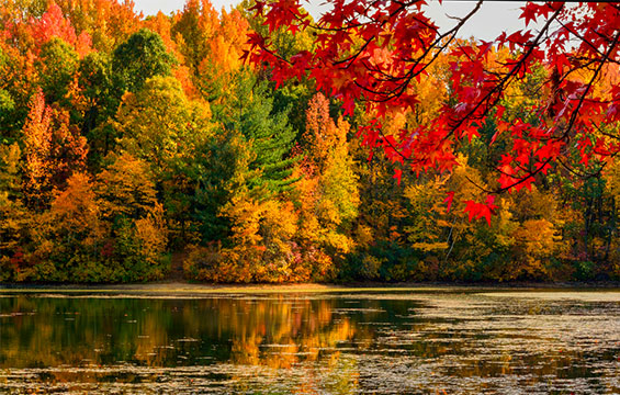 Arbres feuillus changeant de couleur en automne.