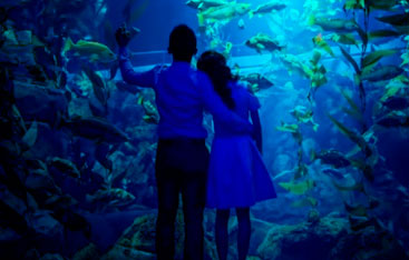 Deux enfants qui observent des poissons dans un grand aquarium.