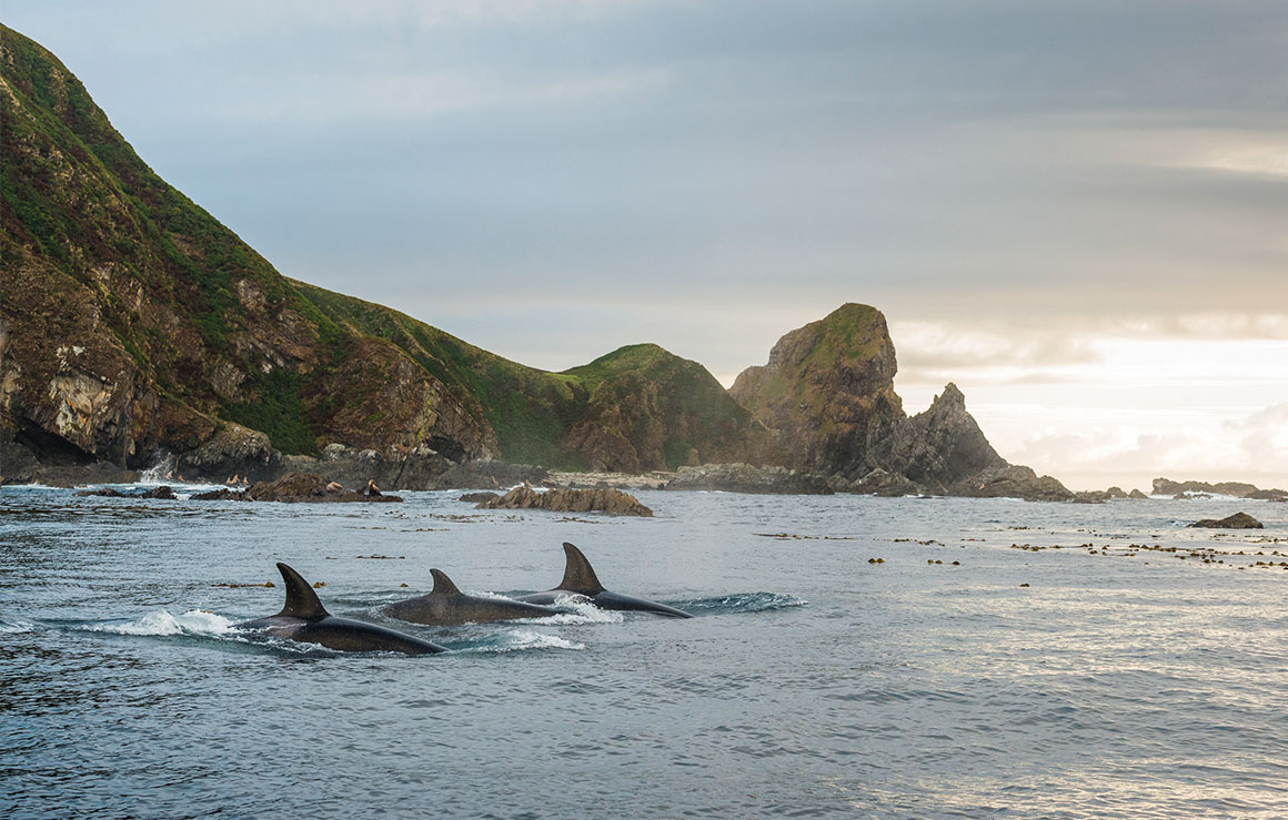 A pod of orcas swimming in the ocean.