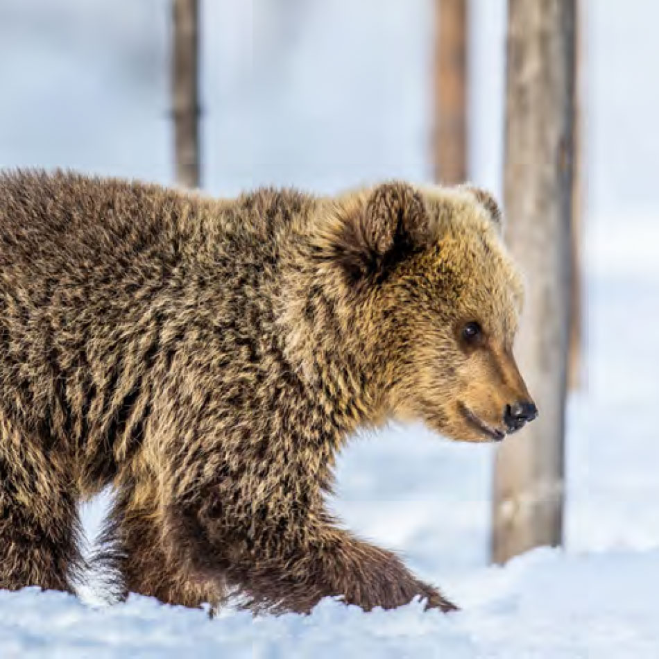 Un ourson marchant dans la neige.