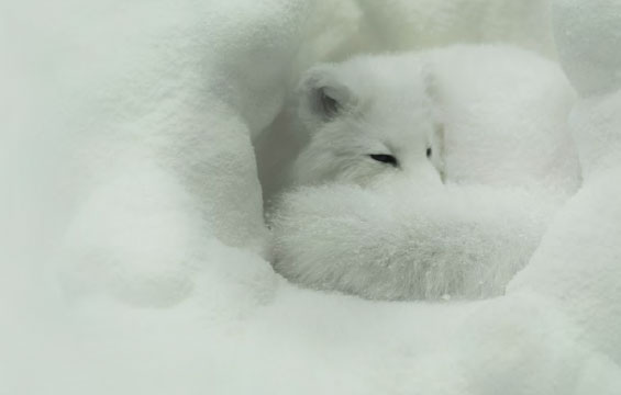 Un renard blanc couché dans la neige.