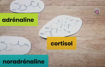 Diagrams of the chemical structures of adrenaline, noradrenaline and cortisol.