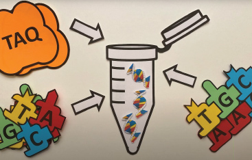 A paper model of the bases of DNA (ACGT)