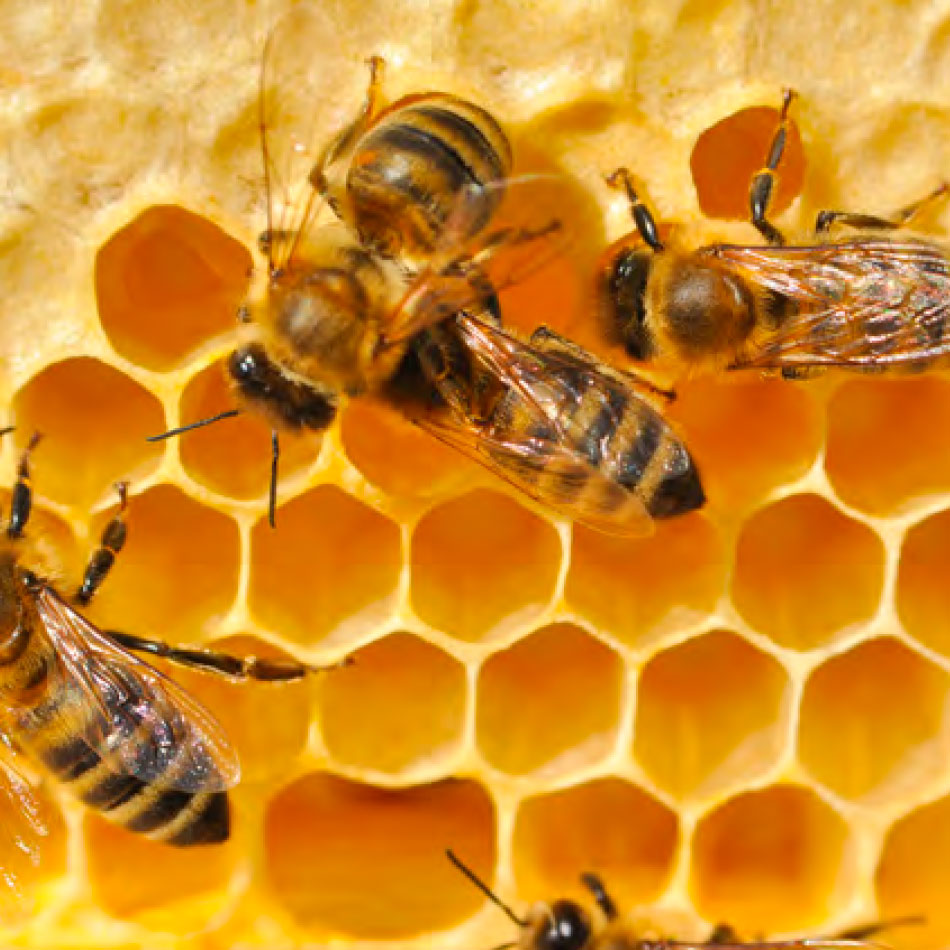 Abeilles dans leur ruche, en gros plan.