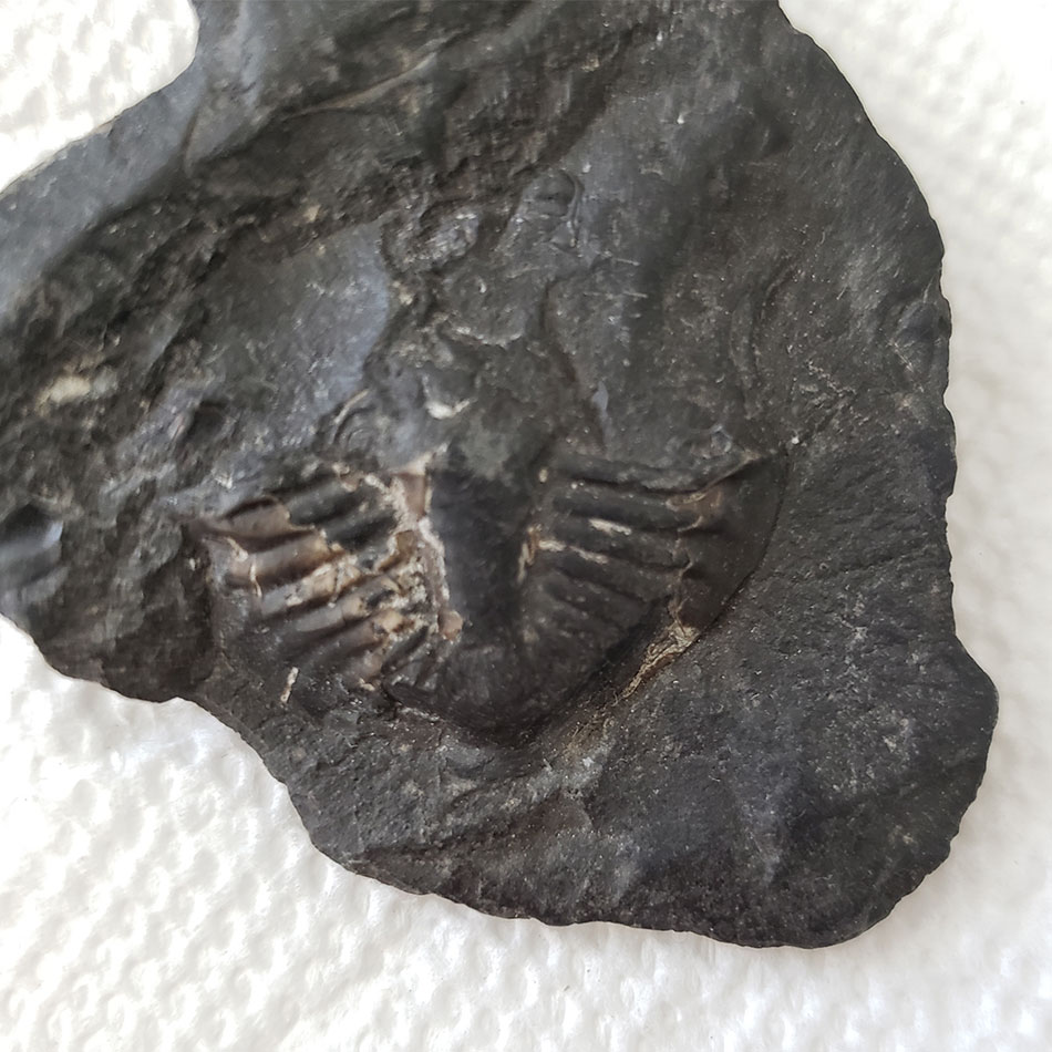 Un fossile de trilobite.