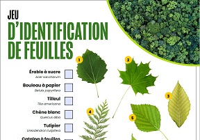 Aperçu du jeu d'identification de feuilles