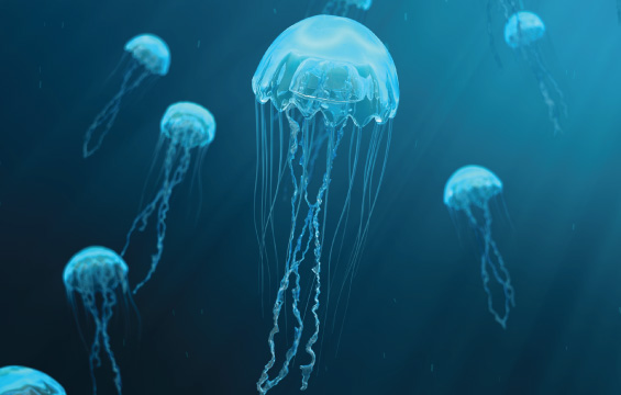 Plusieurs méduses de la même espèce nageant dans l'océan.