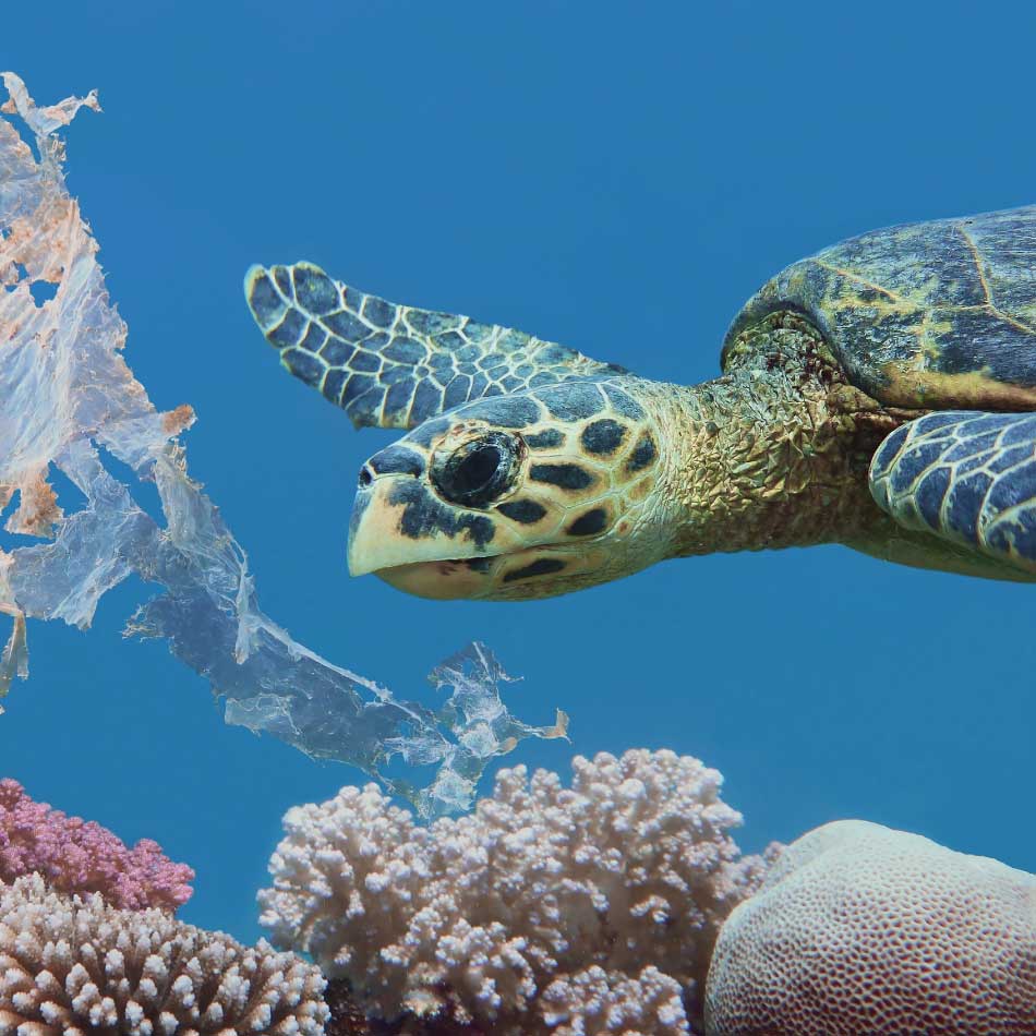 Une tortue de mer nageant au-dessus d'un groupe de divers coraux.
