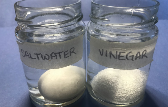 Deux bocaux contenant chacun un oeuf submergé par un liquide transparent : l'un est étiqueté «SALTWATER» (eau salée) et l'autre «VINEGAR» (vinaigre).