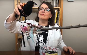 An educator carefully places a toy crow in a nest that she made.