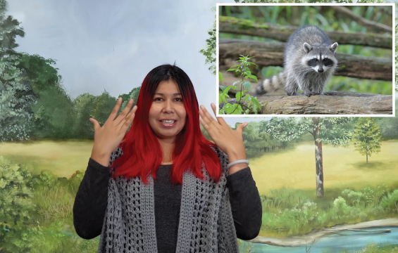Une présentatrice mime un raton-laveur dont on montre la photo au coin supérieur droit de l'écran.