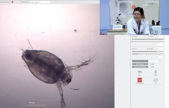 Capture d'écran d'un webinaire où on voit une daphnie vivante en gros plan, avec une vidéo de l'éducatrice au coin supérieur droit de l'écran.