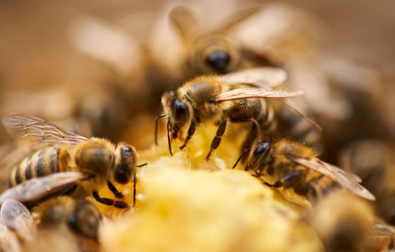 Gros plan sur des abeilles dans une ruche.