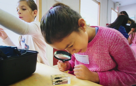 Un e élève examine à la loupe un spécimen de scarabée.