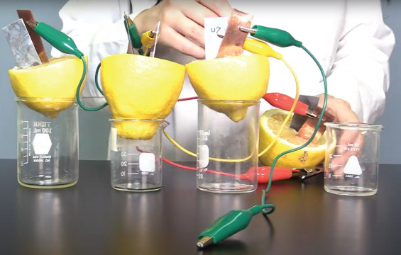 An educator sets up a circuit with lemon halves in beakers and alligator clips.