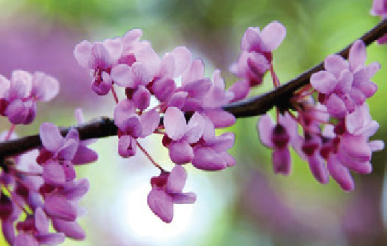 Une branche de gainier du Canada en fleurs.