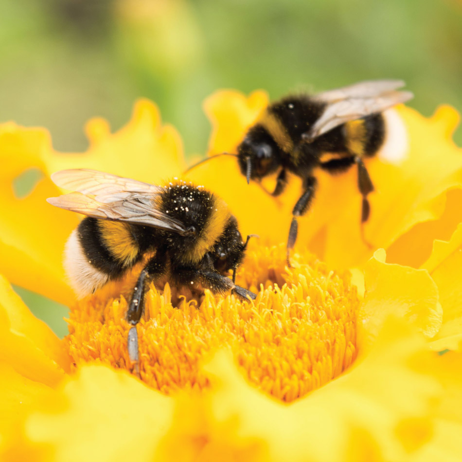 Deux bourdons butinent sur une fleur jaune.