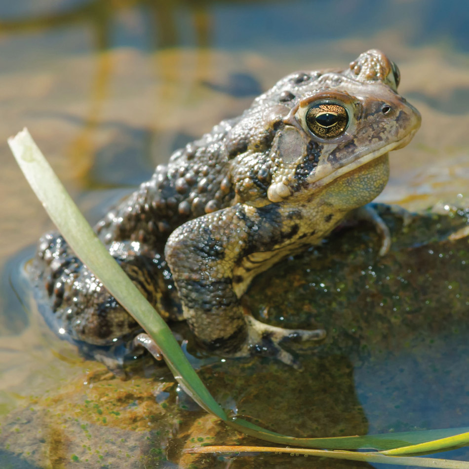 Un crapaud d'Amérique assis dans un étang.