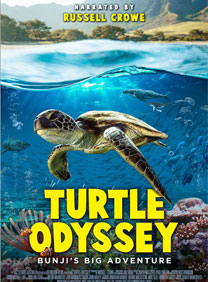 Turtle Poster