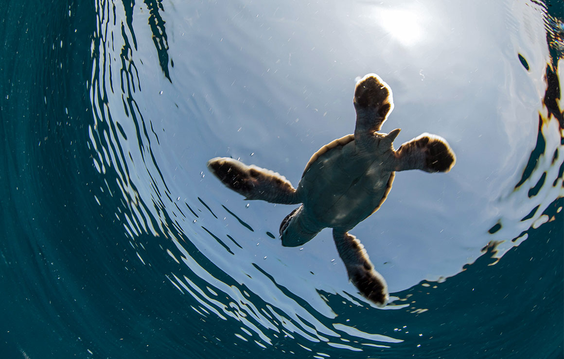 Un bébé tortue de mer.