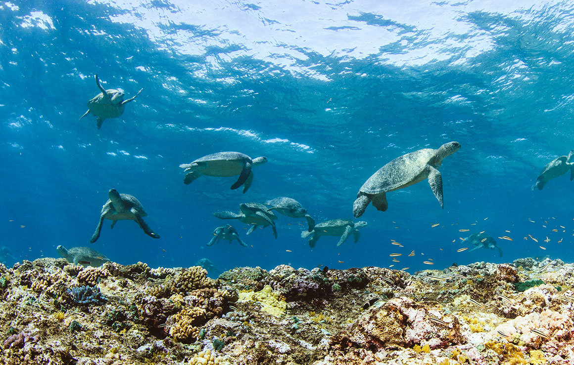 Un groupe de tortues de mer.