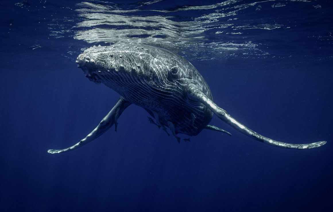Une grosse baleine.