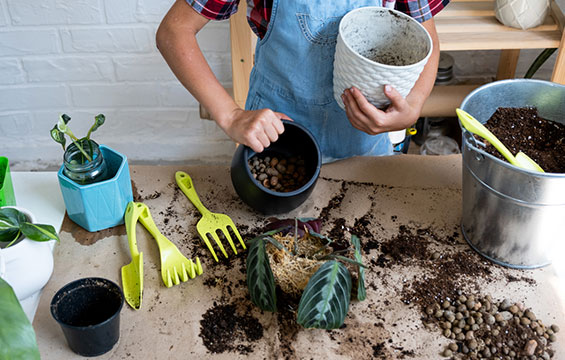 Divers outils de jardinage avec du terreau et quelques pousses.