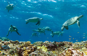 A group of sea turtles swimming.